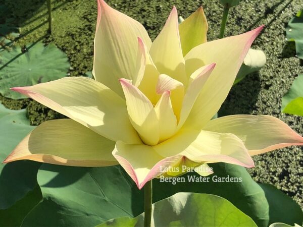 IMG_3166a-600x450 Golden Monkey Lotus - One of Nicest Versicolor! All ship in spring, 2024