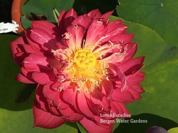 IMG_3238ab-600x450 Drop Blood Lotus - One of deepest red bowl lotus!!!