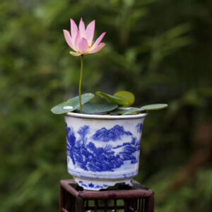 IMG_3245-1-300x300 12-Delicate Hand Lotus - One of Amazing and New Micro/ Tea Cup Lotus (All ship in spring, 2024)
