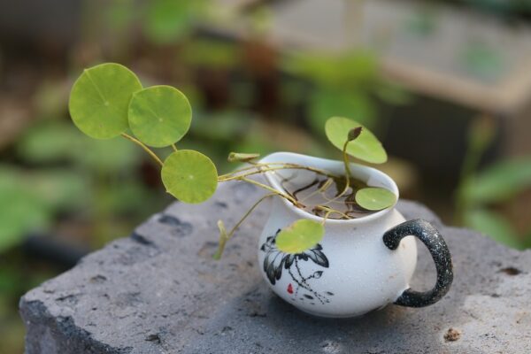 IMG_3322-R-600x400 First Fall Lotus - One of Amazing Micro/ Tea Cup Lotus (All ship in spring, 2024)