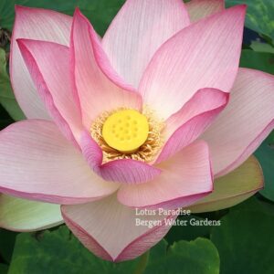 IMG_3370a-300x300 Piano Melody Lotus- One of our favorite! All ship in spring!