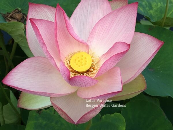 IMG_3370a-600x450 Piano Melody Lotus- One of our favorite! All ship in spring!