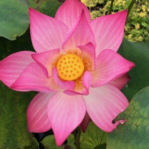 IMG_3544a-1-300x300 Jian Ning Lotus( Edible Seed Lotus)