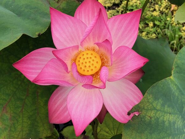 IMG_3544a-1-600x450 Jian Ning Lotus( Edible Seed Lotus)
