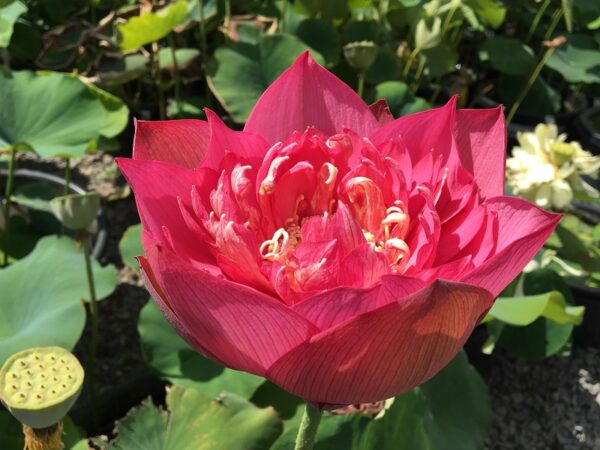 IMG_3640a-600x450 Chinese Red Ruijin Lotus