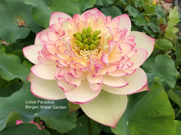 IMG_3643-600x450 Pink Brocade Lotus( Xin Yun Jin)- Winner!!