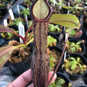 IMG_3829-R-Sept-19-300x300 Nepenthes boschiana BE 3643