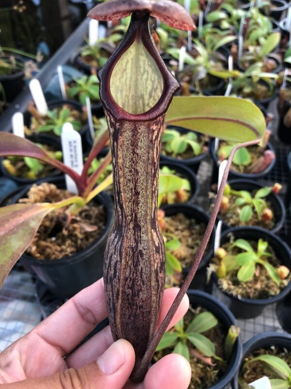 IMG_3829-R-Sept-19-600x801 Nepenthes boschiana BE 3643