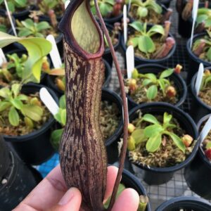 IMG_3830-R-Sept-19-300x300 Nepenthes boschiana BE 3643