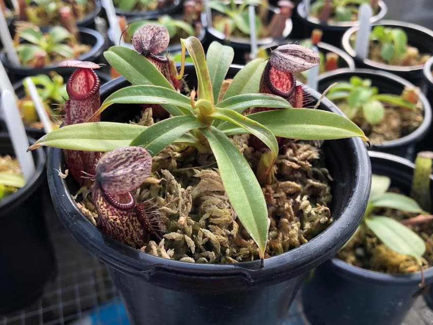 Nepenthes glabrata x hamata BE3912 – Bergen Water Gardens, Lotus