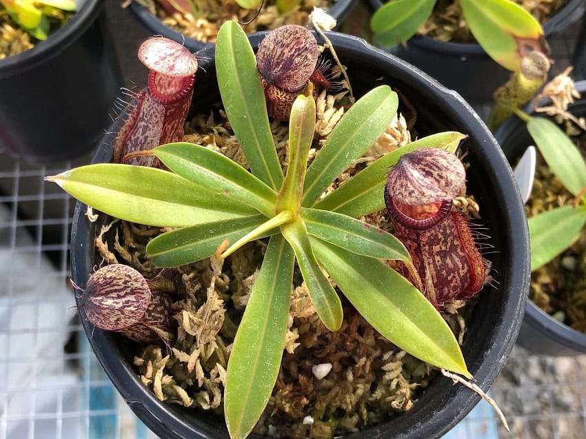 Nepenthes glabrata x hamata BE3912 – Bergen Water Gardens, Lotus