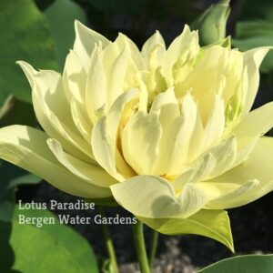 IMG_3912a-300x300 Snow-white Fragrant Sea Lotus - One of Best Sellers