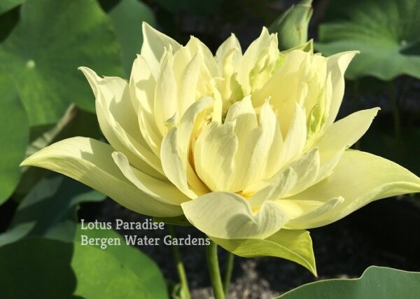 IMG_3912a-600x427 Snow-white Fragrant Sea Lotus - One of Best Sellers