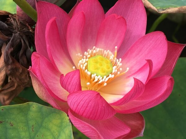 IMG_3924a-600x450 Colorful Lantern in Qinhuai Lotus- One of Best Micro Lotus, Tea Cup Lotus and Winner!!!!