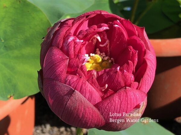 IMG_4031a-600x450 Midnight Lotus a - Deepest Double Red! All ship in spring, 2024