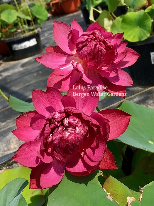 IMG_4062-1a Heart Blood Lotus - Deep red bowl lotus