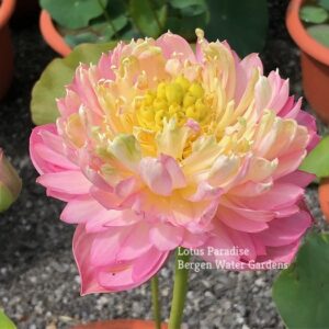 IMG_4079a-300x300 Big Dragon Ball Lotus - One of Nice Pink Lotus