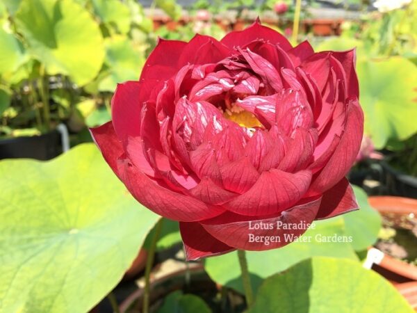 IMG_4121ab-600x450 Drop Blood Lotus - One of deepest red bowl lotus!!!