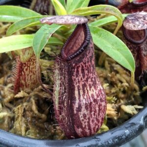 IMG_4245-R-Sept-19-300x300 Nepenthes glabrata x hamata BE3912