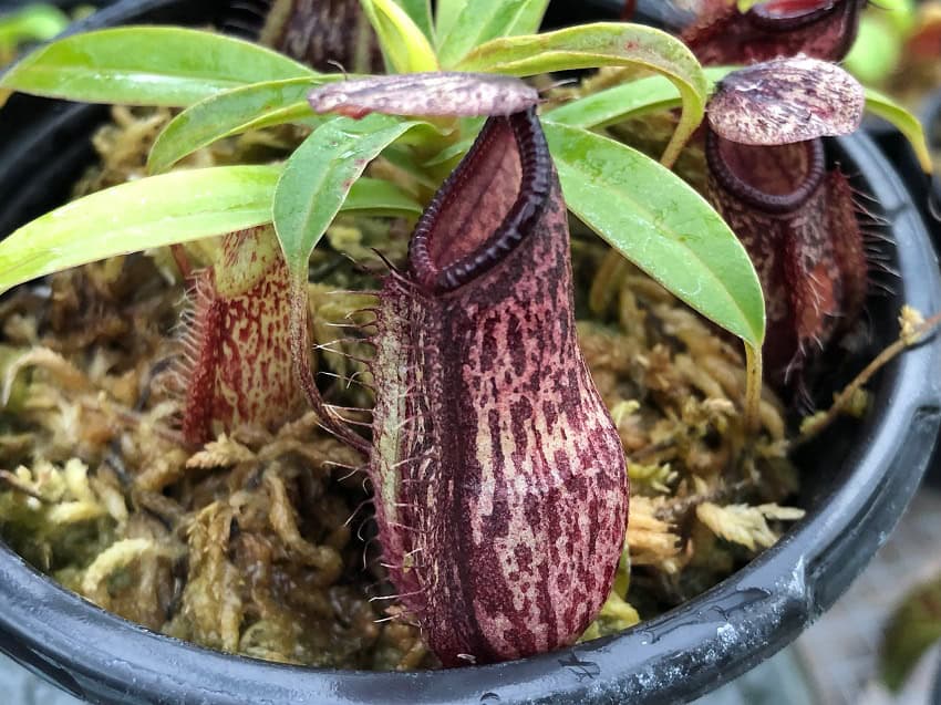 Nepenthes glabrata x hamata BE3912 – Bergen Water Gardens, Lotus