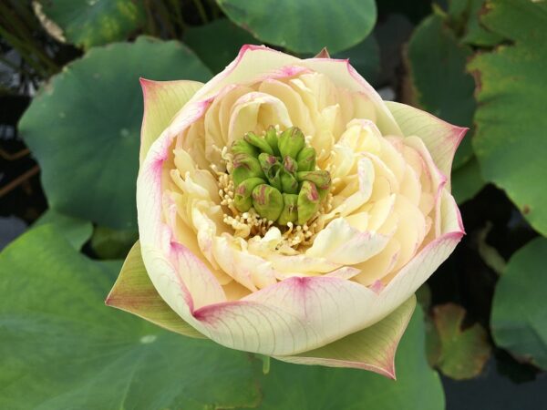 IMG_4303a-600x450 Pink Brocade Lotus( Xin Yun Jin)- Winner!!