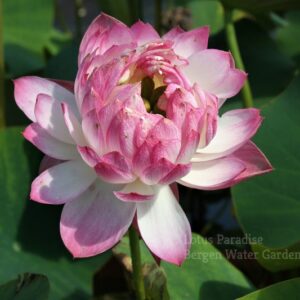 IMG_4304c-300x300 Drunken Beauty 13 Lotus - One of our favorite bowl lotus!! All ship in spring, 2023