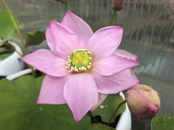IMG_4577-a-600x450 Shui Yunxiu Lotus - Soft Pink Micro lotus WINNER!!!!! Excellent Blooming ( New Micro Lotus for 2024)