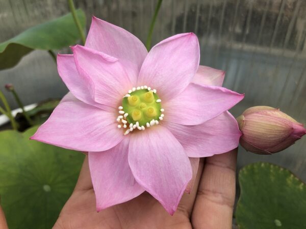 IMG_4580-a-600x450 Shui Yunxiu Lotus - Soft Pink Micro lotus WINNER!!!!! Excellent Blooming ( New Micro Lotus for 2024)