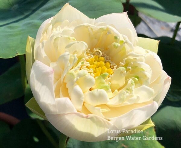 IMG_4610a-600x491 Snow White Lotus- One of Large and Pure White Lotus ( All ship in spring 2024)