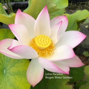 IMG_4660a-300x300 Jian Lian 17 Lotus Edible Seed Lotus- All ship in SPRING!