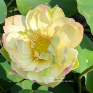 IMG_4935a-300x300 Pink Beauty Lotus - Lovely Yellow Color(All Ship Spring)