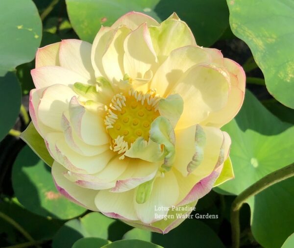 IMG_4935a-600x506 Pink Beauty Lotus - Lovely Yellow Color(All Ship Spring)