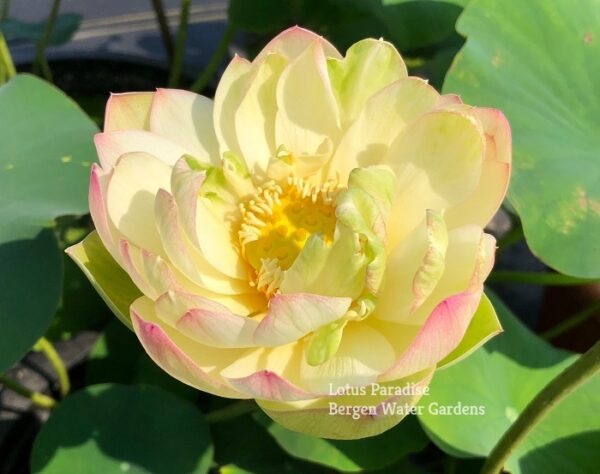 IMG_4936a-600x474 Pink Beauty Lotus - Lovely Yellow Color(All Ship Spring)