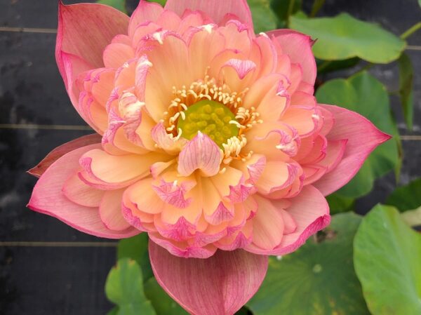 IMG_5092a-600x449 Colorful Pink Lotus(Jin Se)- One of Large Versicolor Lotus
