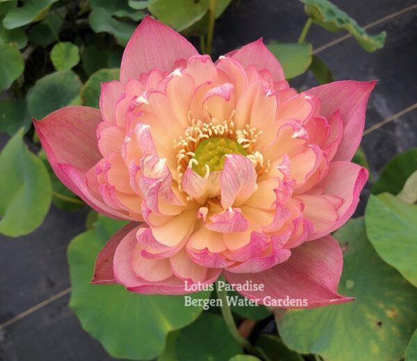 IMG_5093a-600x520 Colorful Pink Lotus(Jin Se)- One of Large Versicolor Lotus