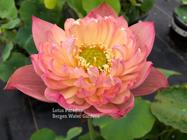 IMG_5095a-600x450 Colorful Pink Lotus(Jin Se)- One of Large Versicolor Lotus