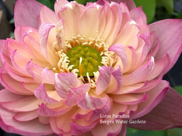 IMG_5096a-600x450 Colorful Pink Lotus(Jin Se)- One of Large Versicolor Lotus