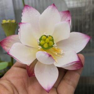 IMG_5113-a-300x300 37-Qian- Shuimei Lotus - Excellent blooming ( New Micro Lotus in 2024)