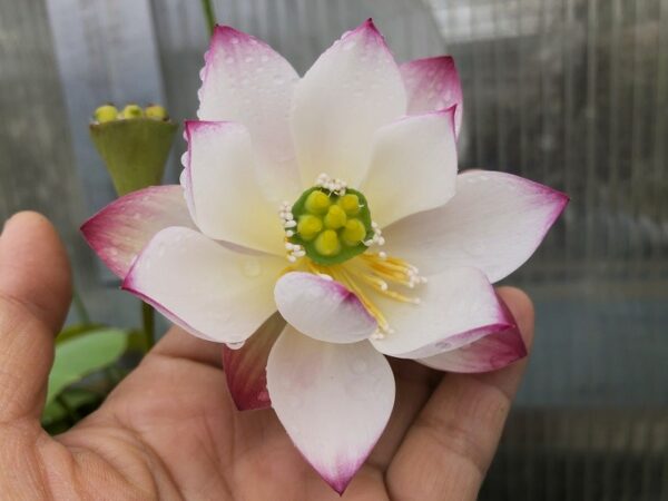 IMG_5113-a-600x450 Qian- Shuimei Lotus - Excellent blooming( All ship in spring 2025)