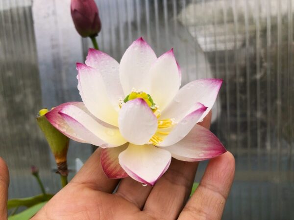 IMG_5114-a-600x450 Qian- Shuimei Lotus - Excellent blooming( All ship in spring 2025)