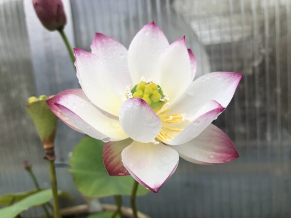 IMG_5115-a-600x450 Qian- Shuimei Lotus - Excellent blooming( All ship in spring 2025)