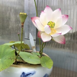 IMG_5118-a-300x300 37-Qian- Shuimei Lotus - Excellent blooming ( New Micro Lotus in 2024)