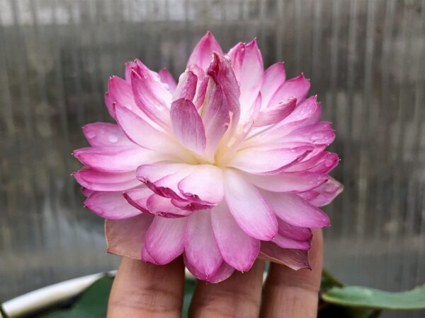 IMG_5122-a-600x450 -Qian- Yunshang Lotus - WINNER!!!!! Excellent Blooming , Shipping in spring 2025