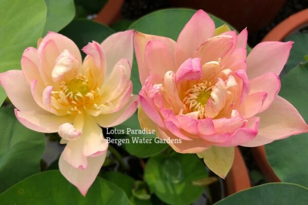 IMG_5178a-1-600x399 Master Lotus (Grand Master)- One of Blooming Machine Bowl Lotus( Winner)