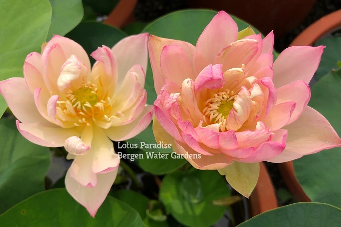 Flowers Dwarf Lotus Grand Master Stock Photo 1401231170