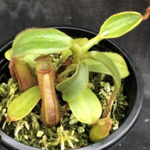 IMG_5197-R-Feb-2021-300x300 Nepenthes (veitchii x lowii) x mira BE3910