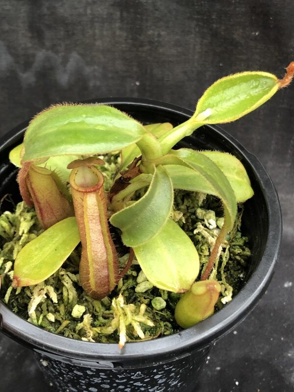 IMG_5197-R-Feb-2021-600x801 Nepenthes (veitchii x lowii) x mira BE3910