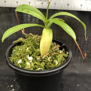 IMG_5239-R-300x300 Nepenthes aristolochioides x ventricosa BE 3447