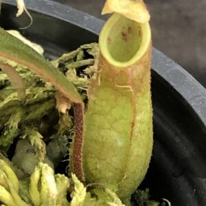 IMG_5252-R-300x300 Nepenthes tomoriana BE 3344