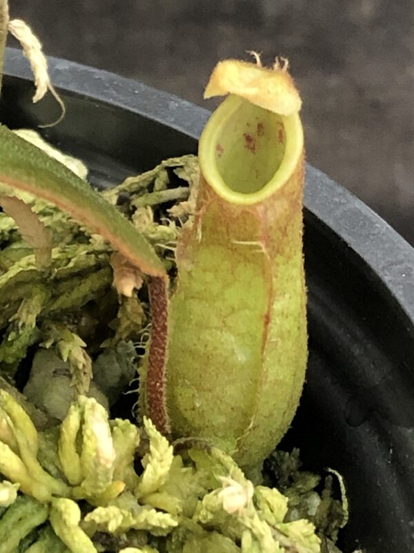 IMG_5252-R-600x801 Nepenthes tomoriana BE 3344